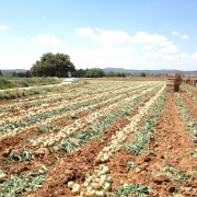 Plants: imagen 2 de 4