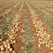 Plants: imagen 3 de 4