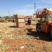 Plants: imagen 4 de 4