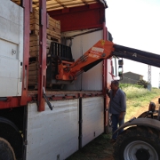 Plants: imagen 4 de 4