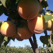 Plants: imagen 2 de 8