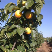 Plants: imagen 3 de 8