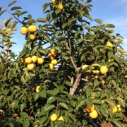 Plants: imagen 4 de 8