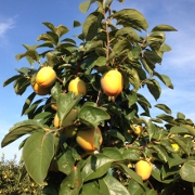 Plants: imagen 5 de 8