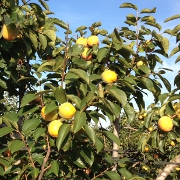 Plants: imagen 6 de 8