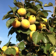 Plants: imagen 7 de 8