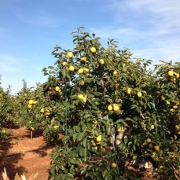 Plants: imagen 8 de 8